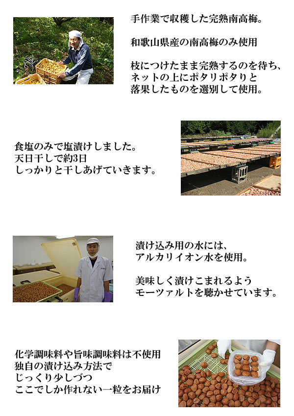 梅干し,梅,青梅,梅肉エキス,紀州南高梅干通販の専門店 - 深見梅店 -家庭用お得梅干し